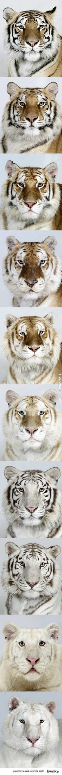 And+humans+think+we+all+look+the+same%26%238230%3B