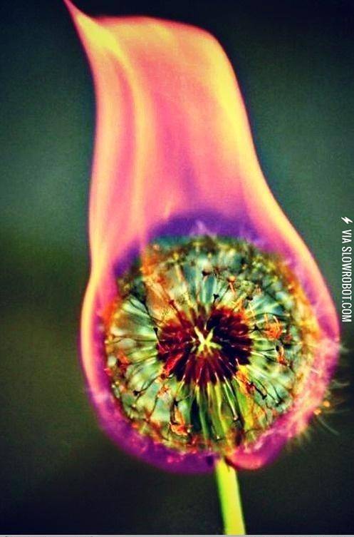 A+flaming+dandelion.