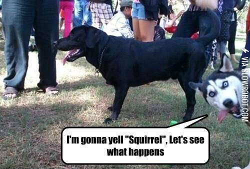 A+dog%26%238217%3Bs+life.