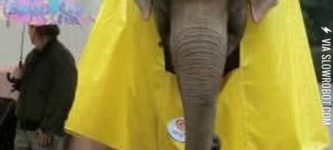 Just+an+elephant+in+a+raincoat.