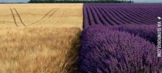 Wheat+vs+lavender