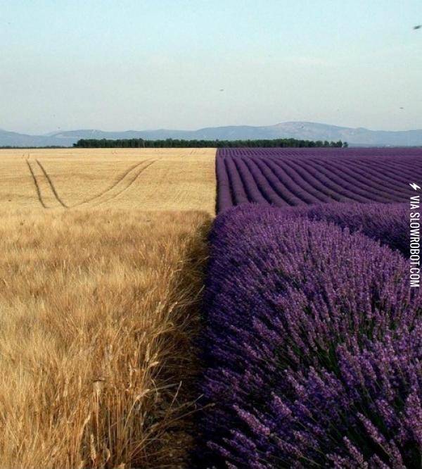 Wheat+vs+lavender