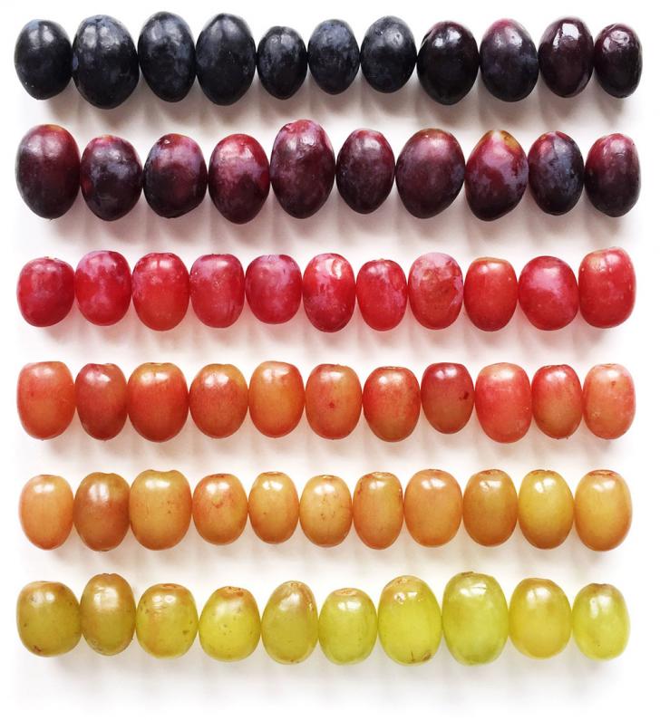 Shades+of+grapes