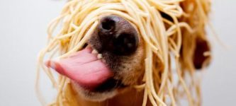 My+dog+does+not+know+how+to+eat+spaghetti%2C+but+he+try+hard