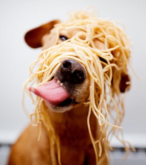 My+dog+does+not+know+how+to+eat+spaghetti%2C+but+he+try+hard