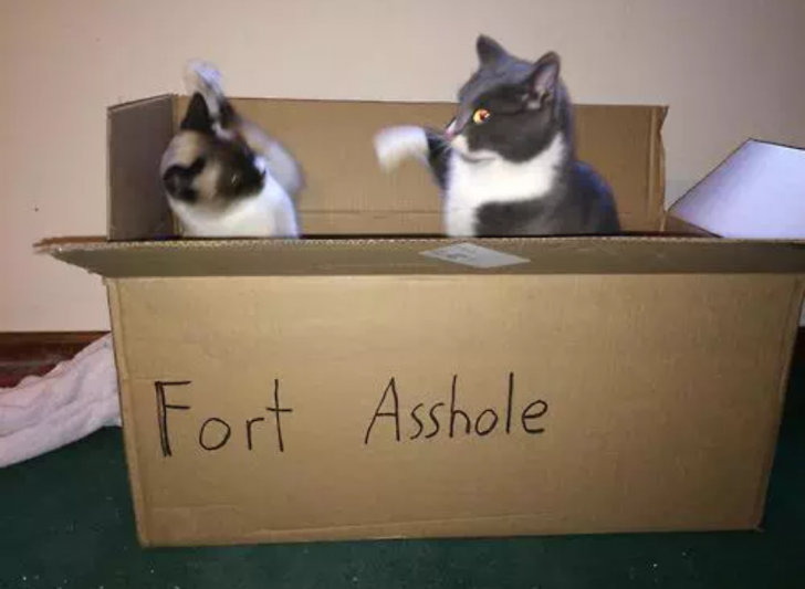 An+update+from+Fort+Asshole