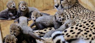 Murder+floof+gives+birth+to+record-breaking+8+mini+murder+floofs+at+St.+Louis+Zoo