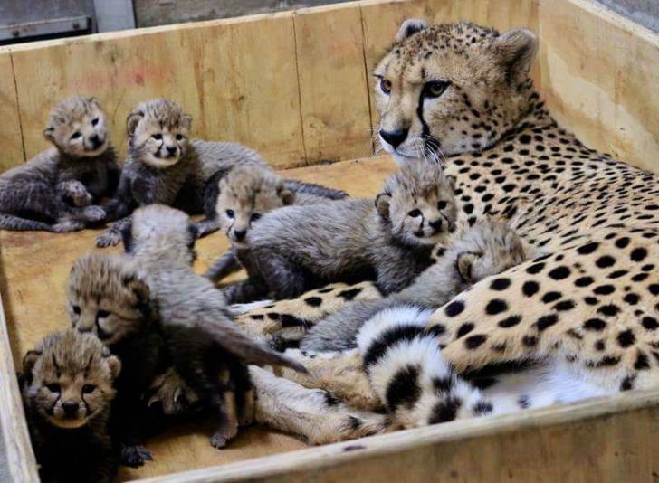 Murder+floof+gives+birth+to+record-breaking+8+mini+murder+floofs+at+St.+Louis+Zoo
