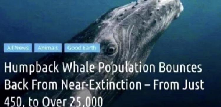 The+whales+have+arrived%21