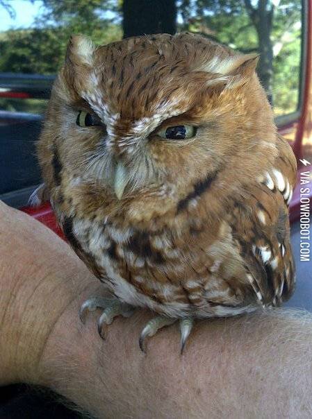 This+little+guy+hates+your+face.