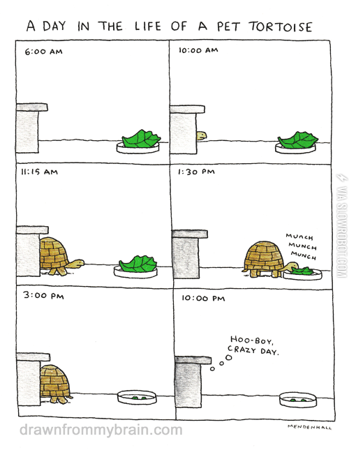 A+day+in+the+life+of+a+pet+tortoise.