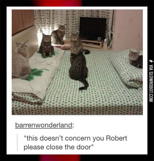 My+cats+had+a+meeting+without+me.