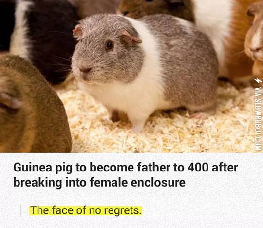 The+face+of+no+regrets