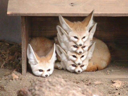 Properly+organized+fox+storage