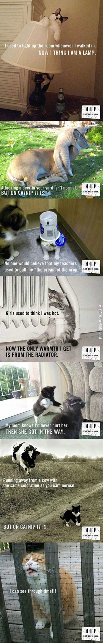 The+dangers+of+cat+nip.