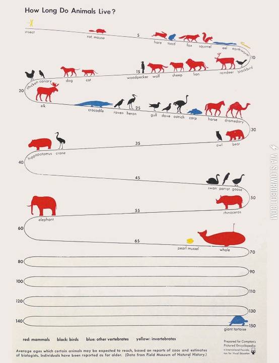 How+long+do+animals+live%3F