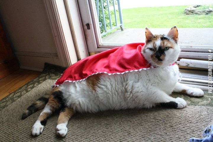 My+cat+thinks+she%26%238217%3Bs+Superwoman.