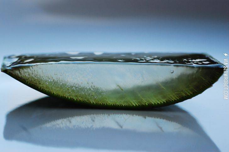 Slice+of+aloe+vera
