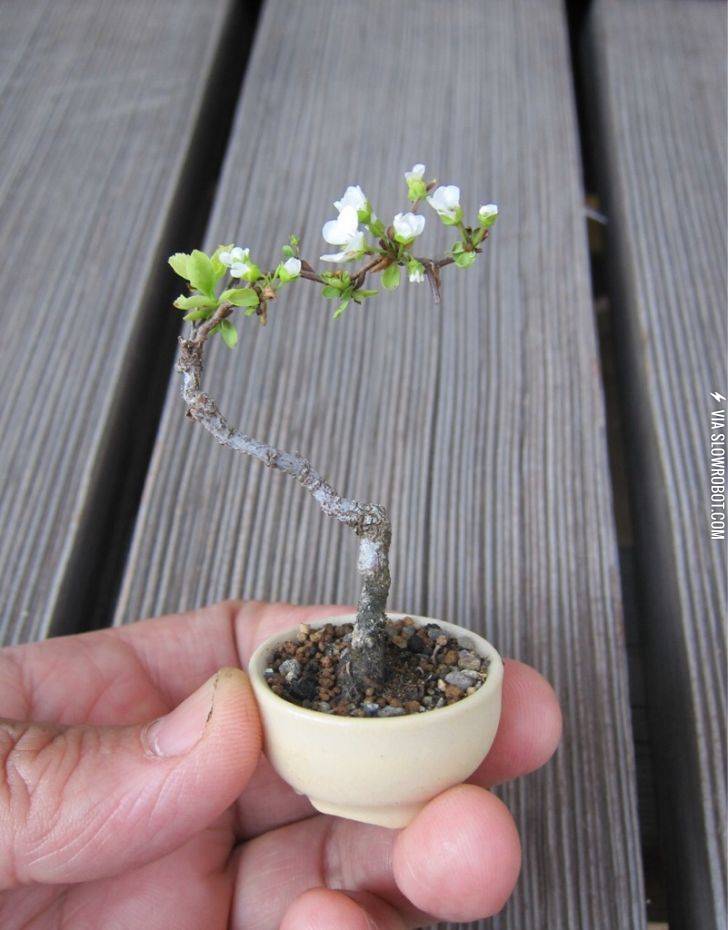 Worlds+tiniest+flowering+tree