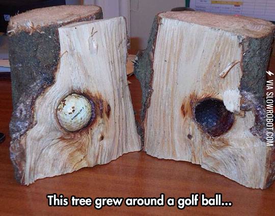 This+tree+grew+around+a+golf+ball