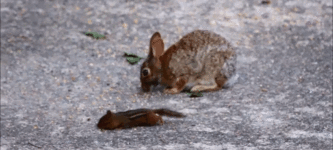 Chipmunk+steals+a+kiss