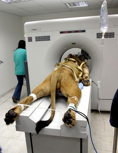A+lion+gets+a+CAT+scan