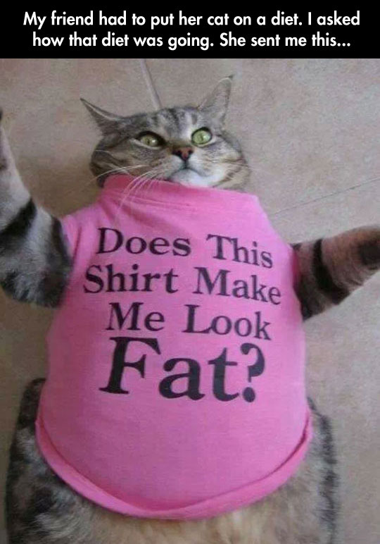Kitty+On+A+Diet
