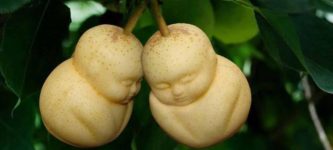 Pears+cultivated+in+plastic+molds+to+look+like+little+Buddhas.