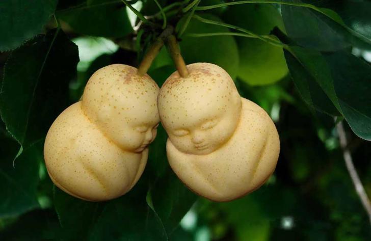 Pears+cultivated+in+plastic+molds+to+look+like+little+Buddhas.