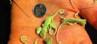 baby+chameleons