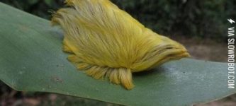 This+caterpillar+is+Donald+Trump%26%238217%3Bs+hair.