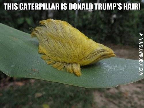 This+caterpillar+is+Donald+Trump%26%238217%3Bs+hair.