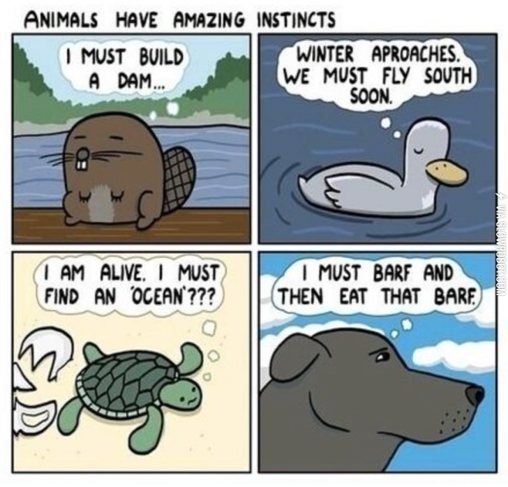Animals+and+their+instincts.