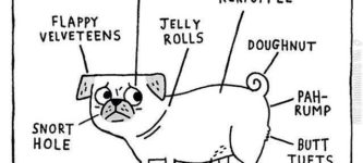 Anatomy+of+a+pug.