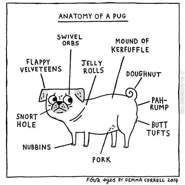 Anatomy+of+a+pug.