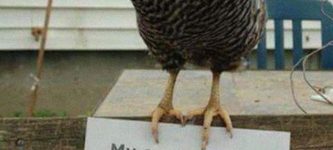 Chicken+shaming