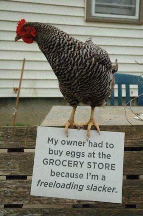 Chicken+shaming
