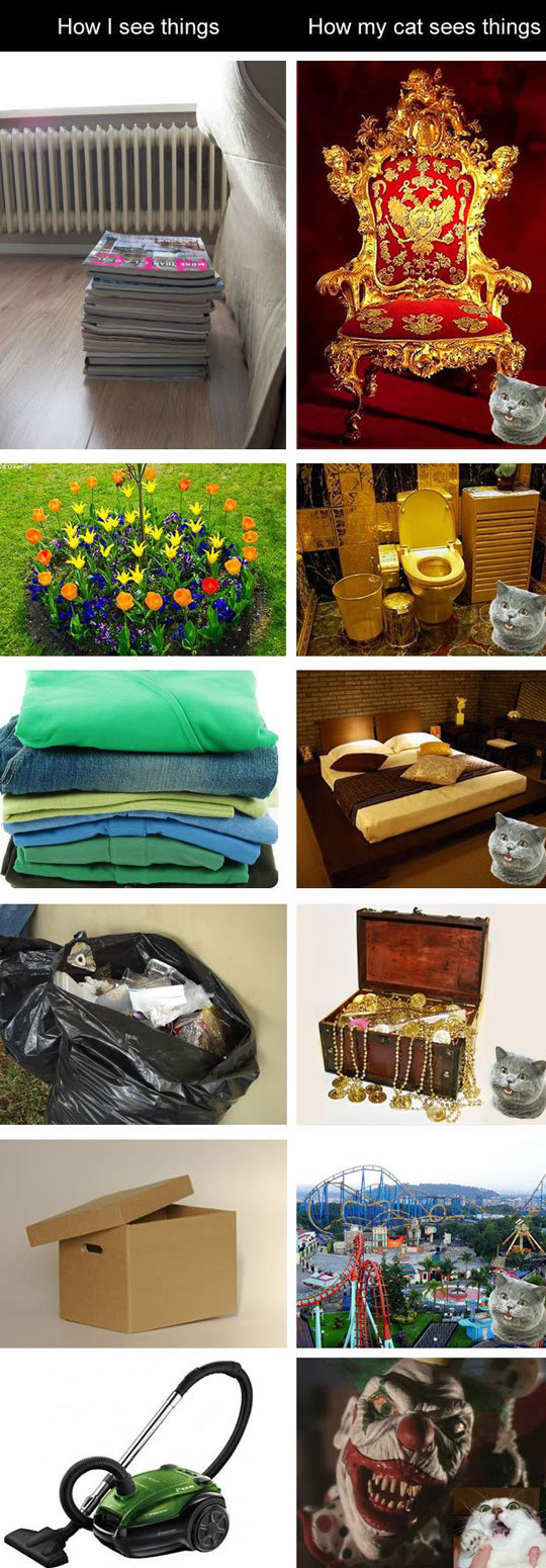 How+Cats+Usually+See+Things