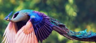 Peacock+mid-flight