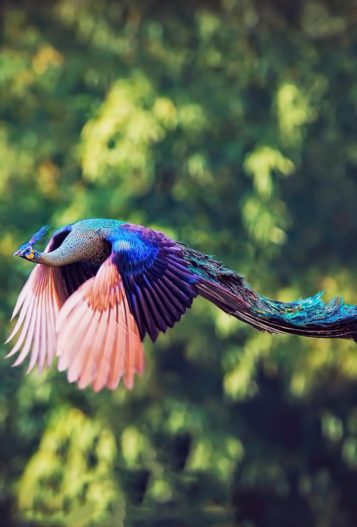 Peacock+mid-flight