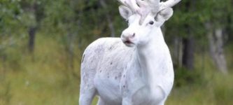 Norwegian+White+Reindeer+retired+from+Santa%26%238217%3Bs+herd.