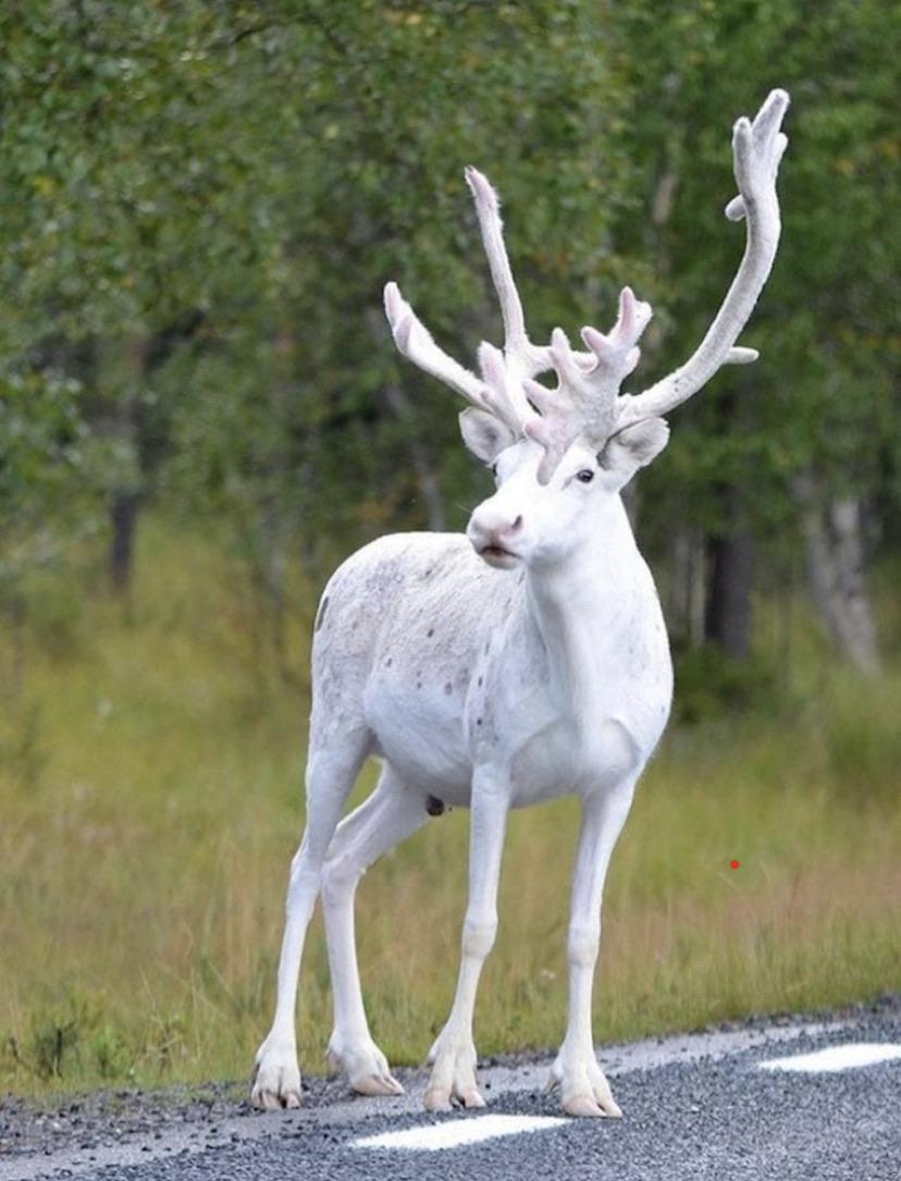Norwegian+White+Reindeer+retired+from+Santa%26%238217%3Bs+herd.