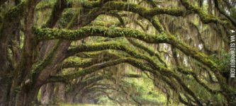 Oak+tree+forest%2C+South+Carolina