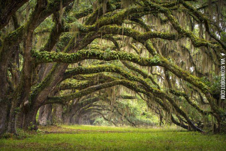Oak+tree+forest%2C+South+Carolina