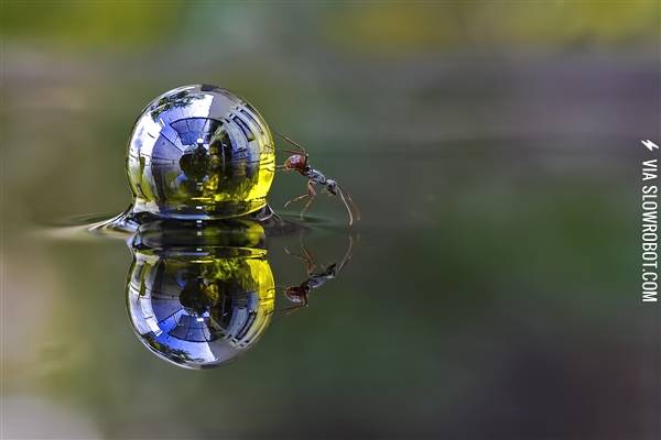 An+ant+rolling+a+sphere+of+water+across+the+surface+of+a+garden+pond.