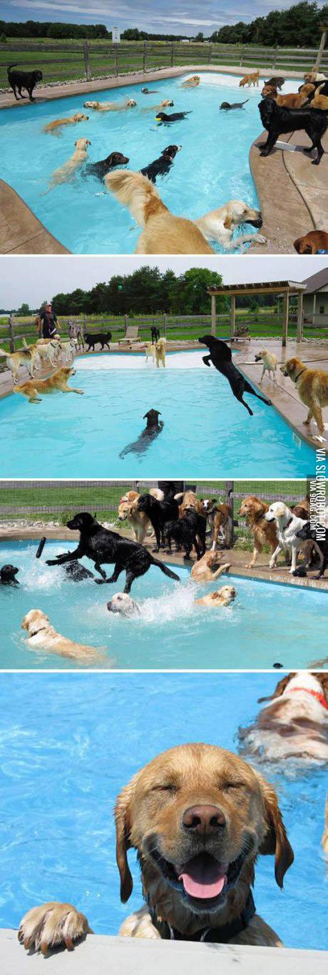 For+the+happiest+day+ever%2C+have+a+dog+pool+party%21