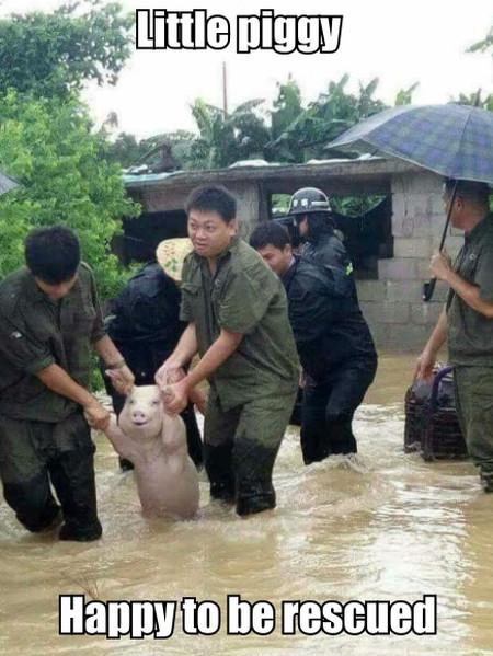 Little+Piggy+%26%238211%3B+Happy+To+Be+Rescued