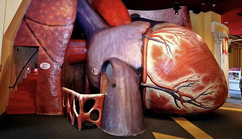 The+Franklin+institute+has+a+giant+walk+through+heart+model.