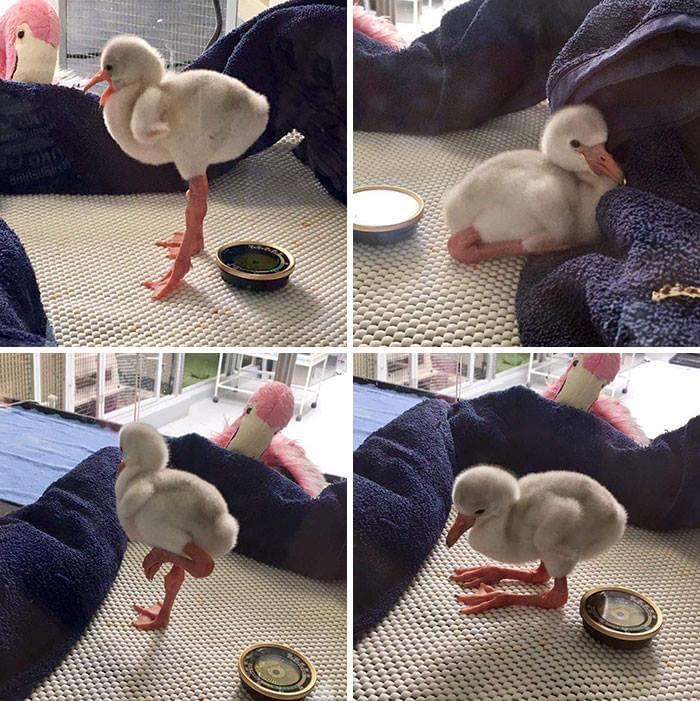 Look%2C+Baby+flamingo.+Look+at+it.