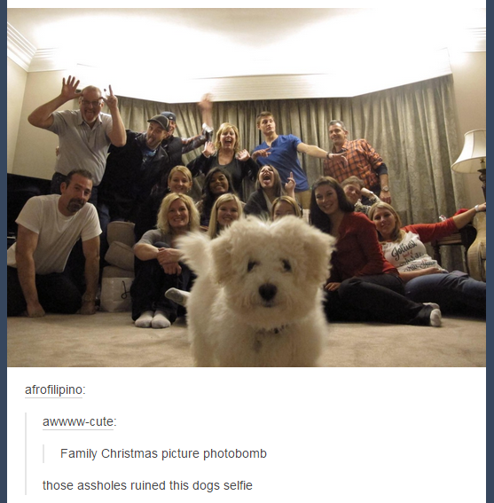 Protect+dog+portraits